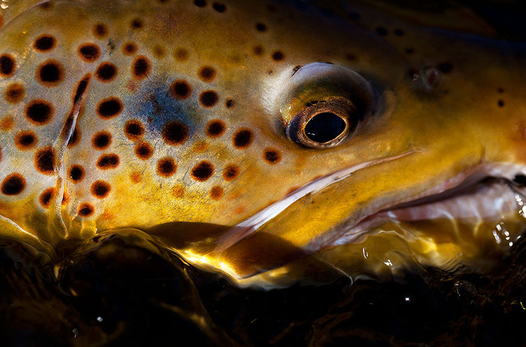 Sam Thomas Photography - Fishy Fishy